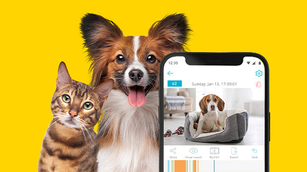 ペットのケアに適した映像監視ソリューション